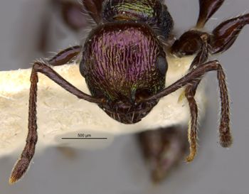 Media type: image;   Entomology 21004 Aspect: head